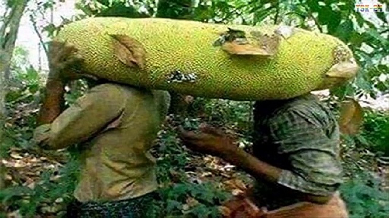 WOW! The World’s Largest Fruits and Vegetables