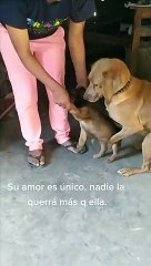 Perrita cree que la quieren separar de su cría y se aferra a esta