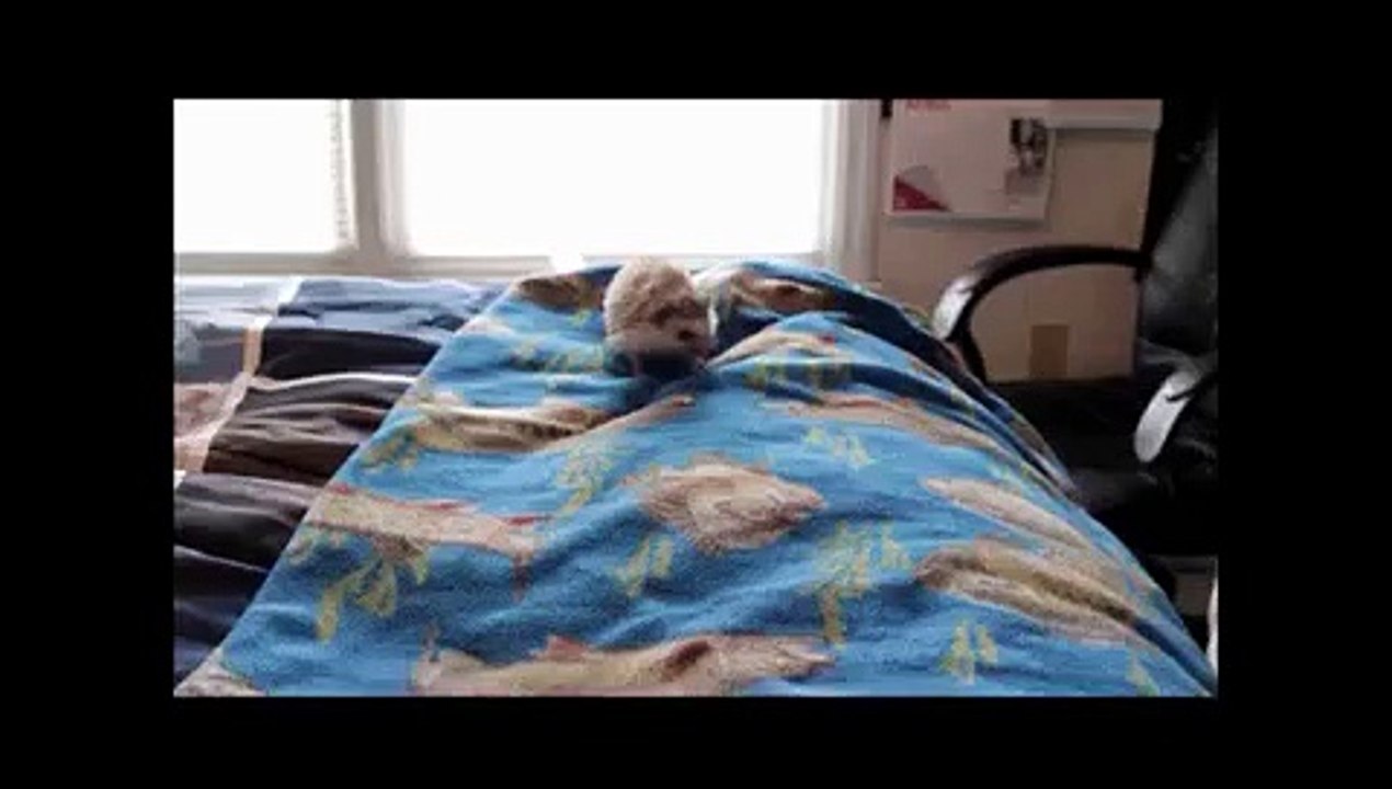 Pet Hedgehog Compilation #1