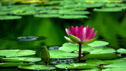 Nature's Beauty | Beautiful Lotus Rain | Free to use my Videos