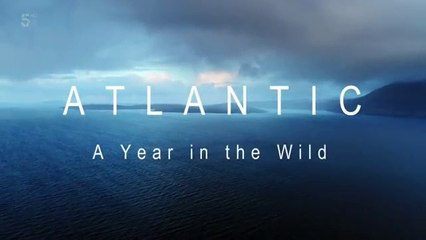 Atlantic.A Year in the Wild S01E01