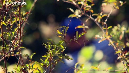 Seit Tagen über 30° in Deutschland: September-Rekorde gebrochen