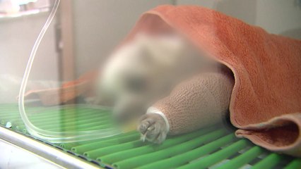 동물병원 진료비 표시로 부담 낮춘다...경남 첫 시행 / YTN