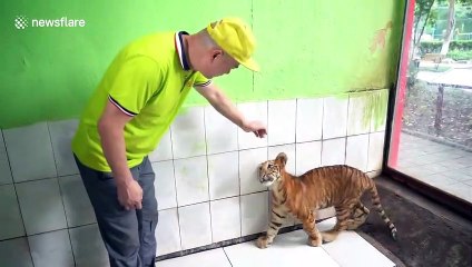 World's only female liger and male tiger offspring turns 100-days-old in China