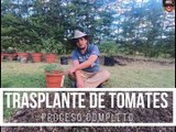 Como trasplantar tomates de la maceta al huerto 2020 // fácil // cultivo de tomates