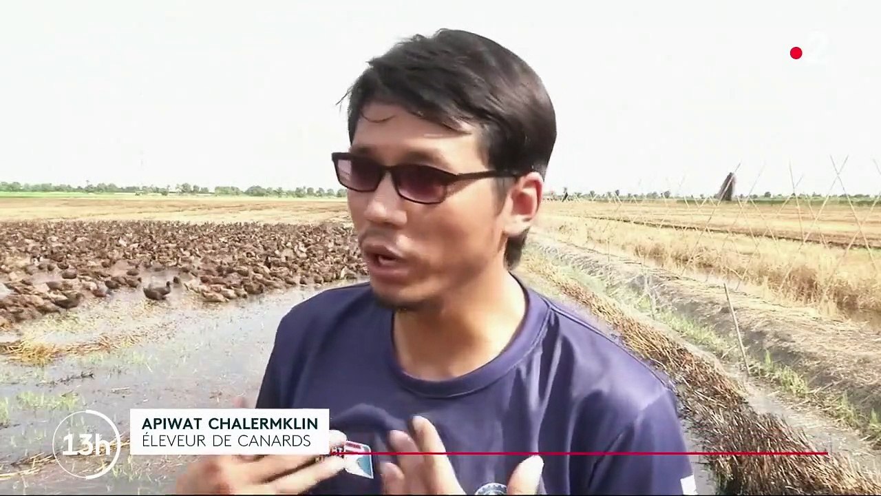 Thaïlande : des canards pour assainir les plantations de riz