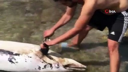 Kıyıya vuran ölü yunus turistleri şoke etti