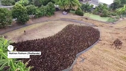 Thaïlande : des canards pour aider les agriculteurs