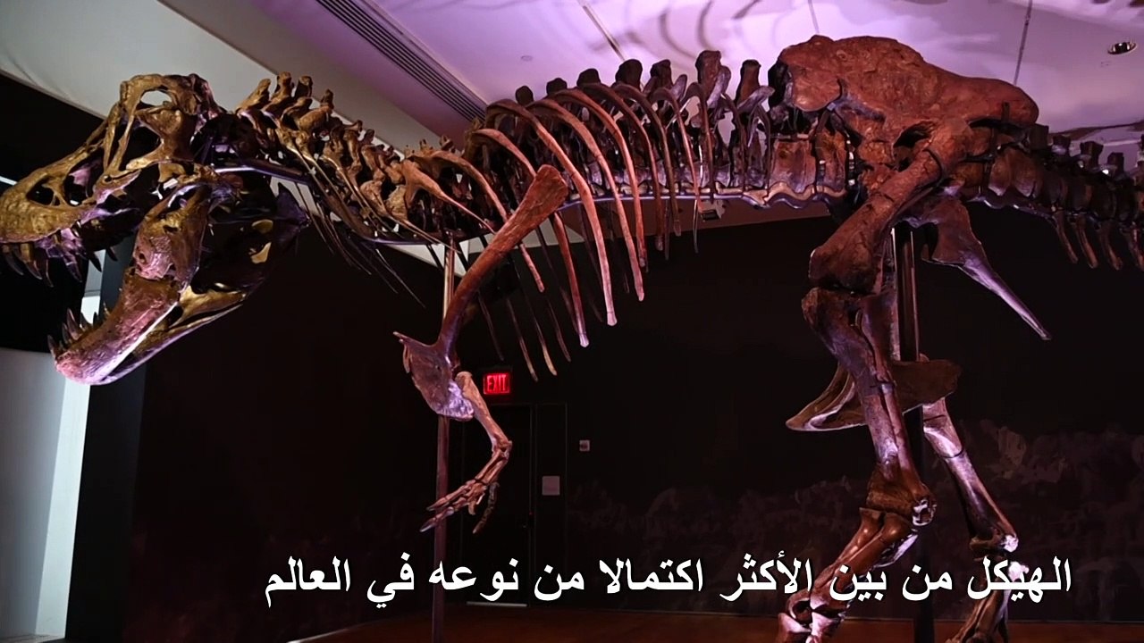 مزاد على هيكل عظمي لتيرانوصور في نيويوروك وتوقع...