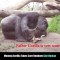 Gorilla ke bache ka jnam live so please like,share,comment and follow my channel more and more