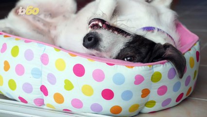 Ever Wonder Why Your Dog Walks In Circles Before Lying Down?