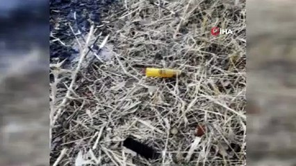 Koruma altındaki hayvanı gözlerini kırpmadan vurdular