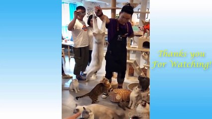Cute Pets And Funny Animals Compilation #6 - Pets Garden