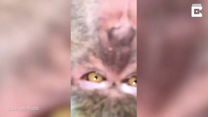 Un singe vole un iPhone et se prend en selfie