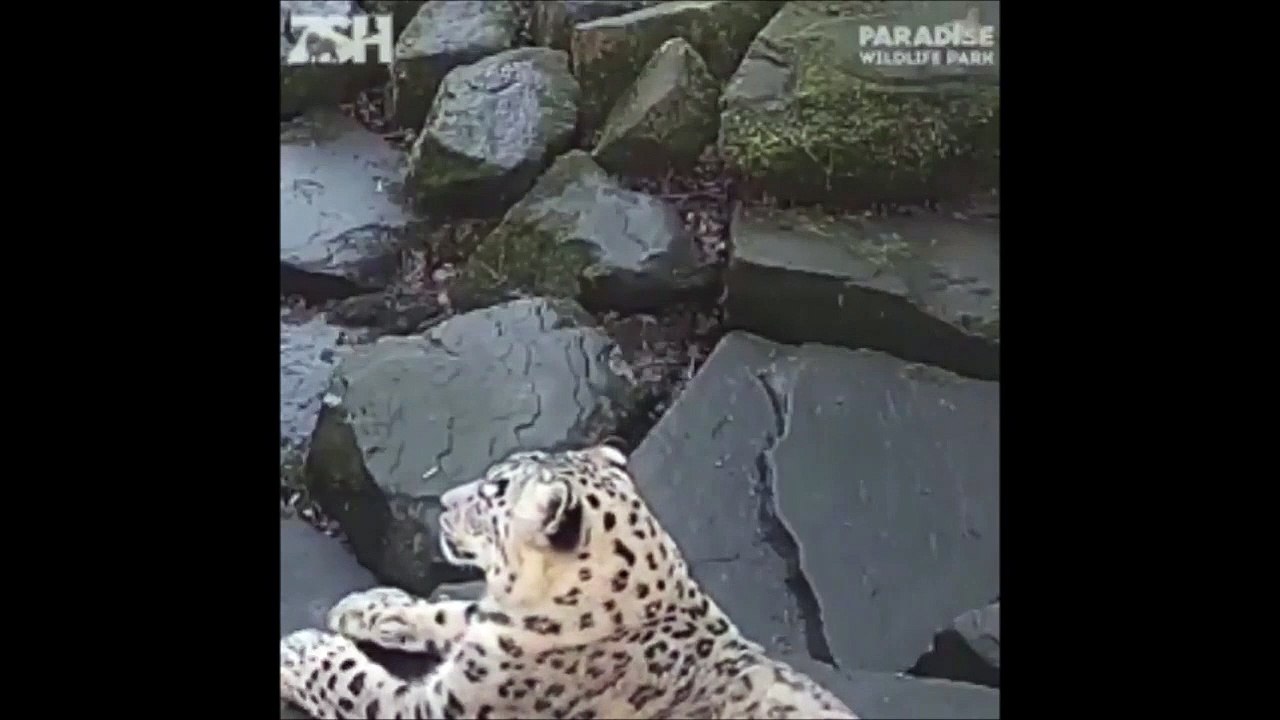 Cette panthère des neiges se prend pour un cha...