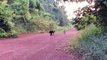 Une panthère noire et un jaguar se baladent ensemble sur un chemin au brésil... Magnifique