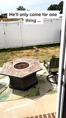 Spoiled French Bulldog Only Comes for Treats