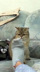Playful Kitty Unleashes Fury on Owner's Foot