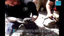 Bomberos rescataron a perrito de 25 días que había caído en un caño en Ringuelet