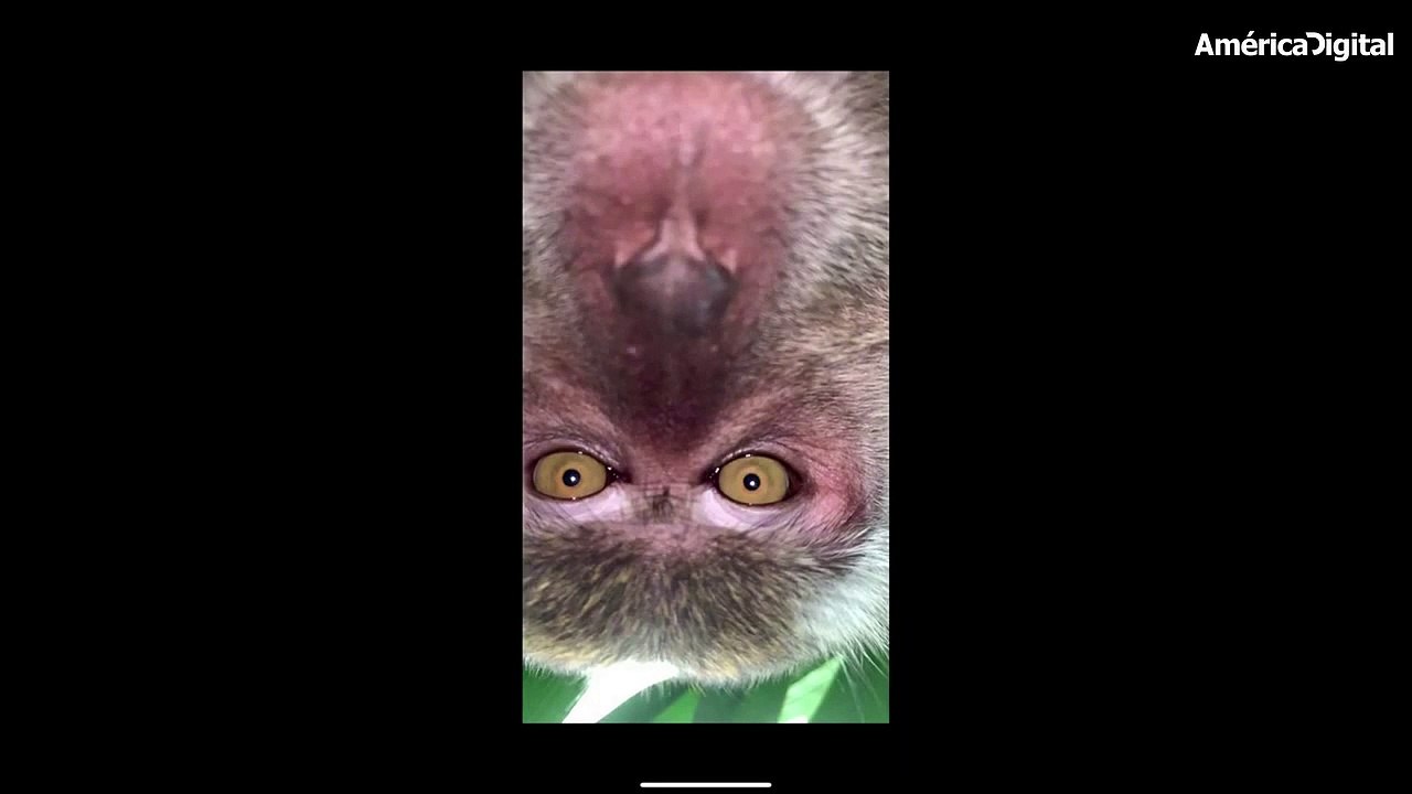 Este mono fotogénico robó un celular para tomarse selfies en Malasia