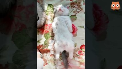 Trata de no reirte - videos de animales #6