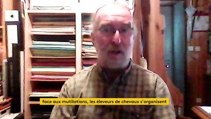 Face aux mutilations de chevaux, des éleveurs s'organisent