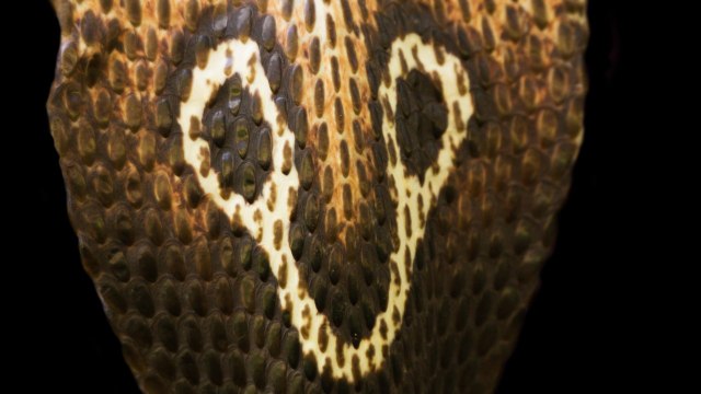 British Man's Creative Approach To Mask Mandate Horrifies Fellow Bus Passengers