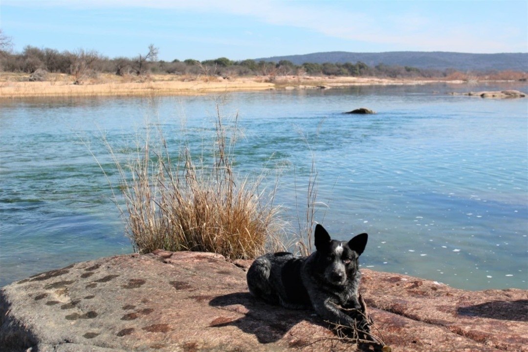 Texas Dog Swims Across Lake Travis in Epic, 50-Mile Journey Home