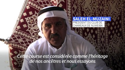 Le Sinaï retrouve ses courses de chameaux interrompues par le coronavirus