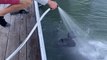 Guy Sprays Water on Manatee Without Knowing That It is Illegal