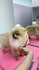 Dog Lulled to Sleep by The Sound of Scissors