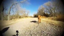 Dog Meets Her family For The First Time Since She Was A Puppy