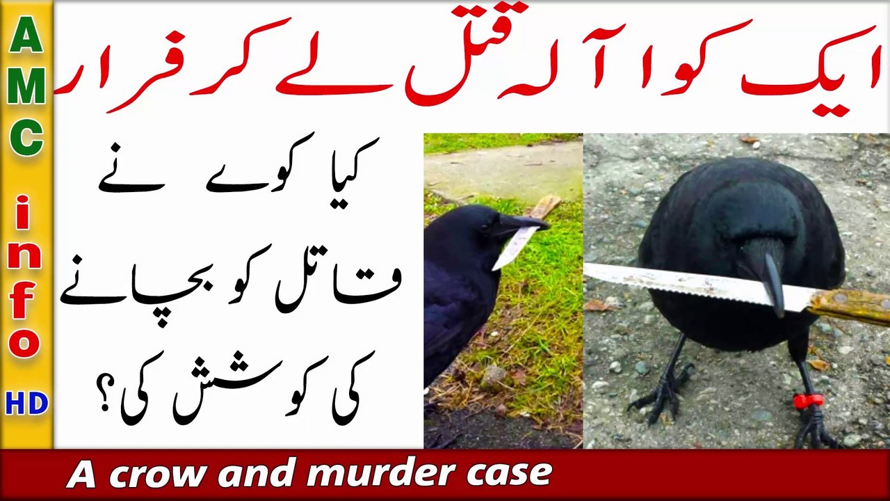 11 This Crow Was Found Tampering With a Crime Scene And His Dad Was Not Best Pleased