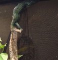 Mexican Alligator Lizard Sheds Skin While Crawling Up Wire Mesh