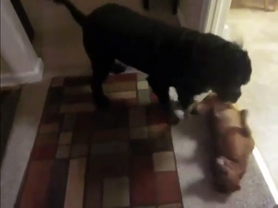 Little hot dog holds his own