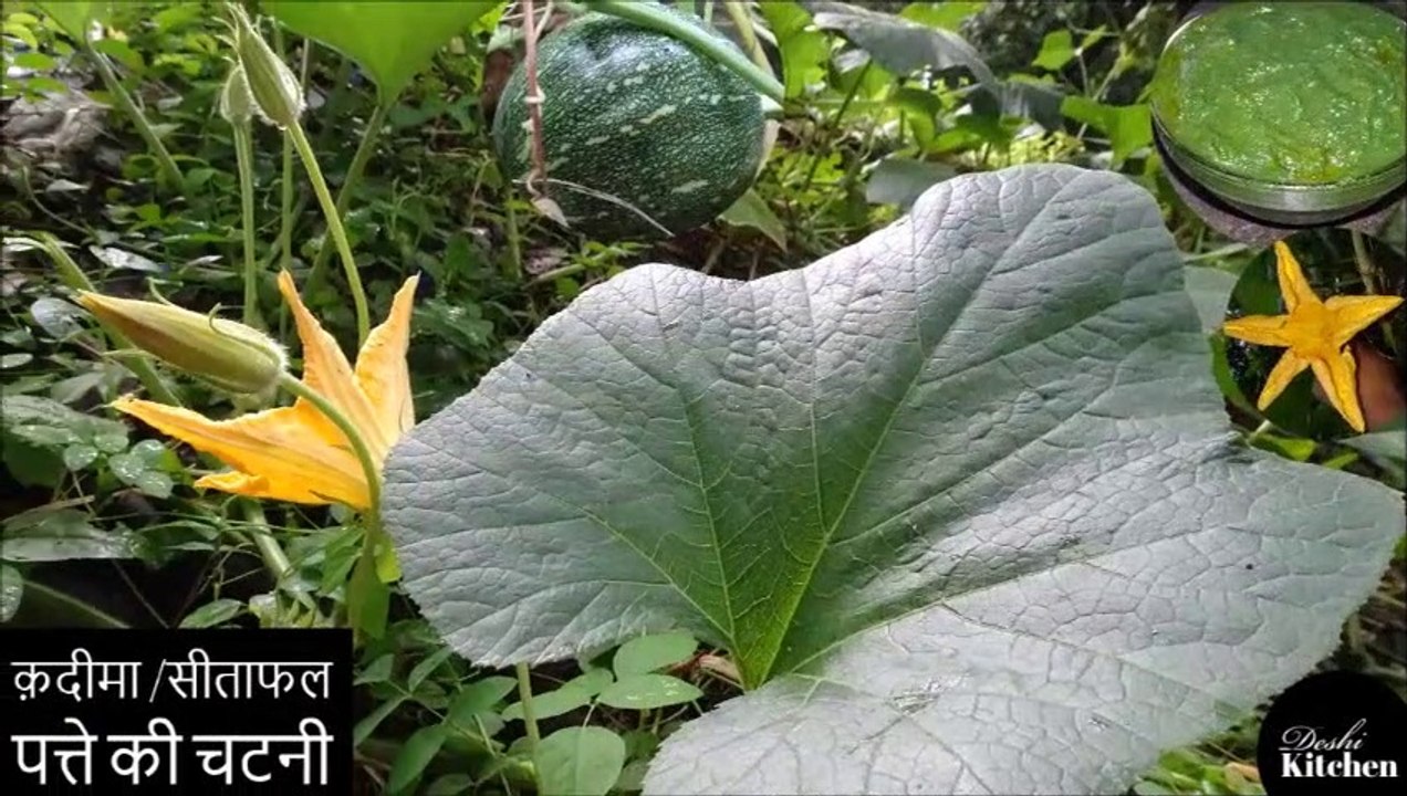 kadima patte ki chutney || क़दीमा /कद्दू/सीताफल पत्ते की चटनी  || Pumpkin leaf recipe