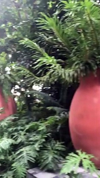 Raffles Hotel Singapore 1 Anthony S Casey Singapore