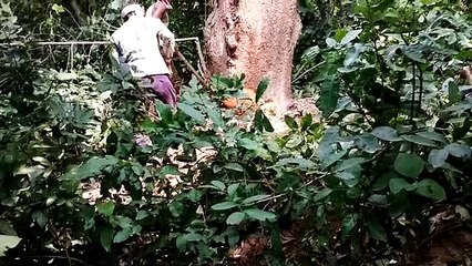 फलदार वृक्षों पर बेखौफ होकर चलाया जा रहा आरा