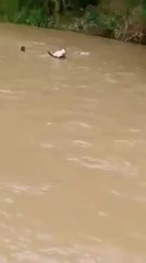 Is aadami ki murkhata ne le Li 2 bezubaan ki jaan