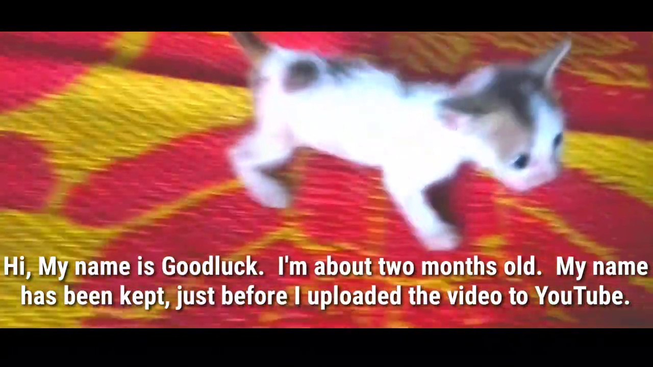 Cute Baby Cats - Cute Pet Animals | Cute Animal Baby