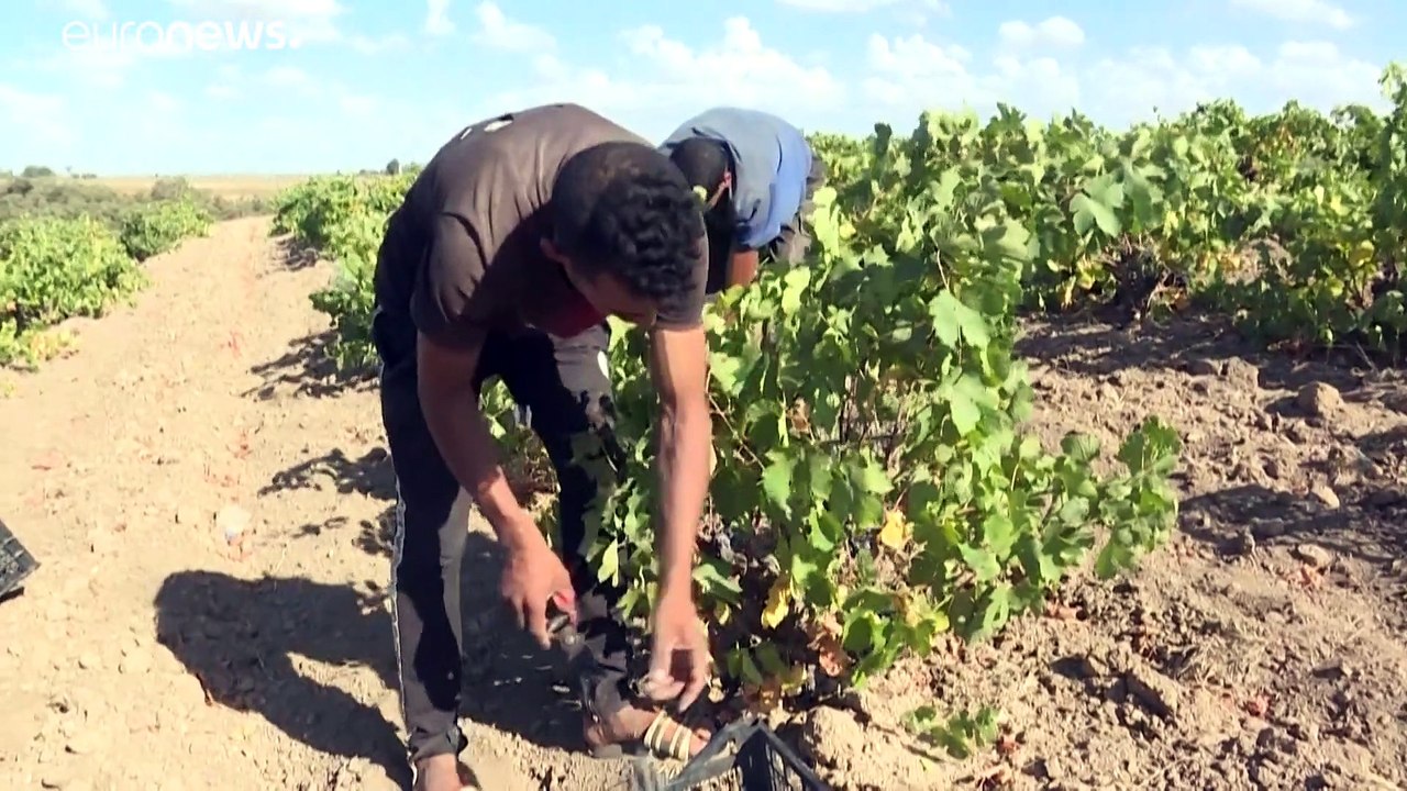 Bittere Trauben: Algeriens Winzer wegen Dürre und Corona in Not
