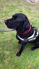 Police dog sniffs out drugs in Sheffield city centre