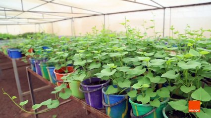 Smart-agri service and solutions for MEA