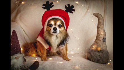 English Synonyms and Antonyms, Section 38: Journey to Kill