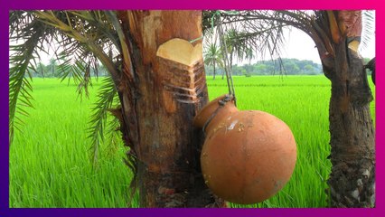 Nolen Gur Preparation: পায়েস থেকে রসগোল্লা, সবেতেই জুড়ি মেলা ভার, কীভাবে তৈরি করা হয় নলেন গুড়?