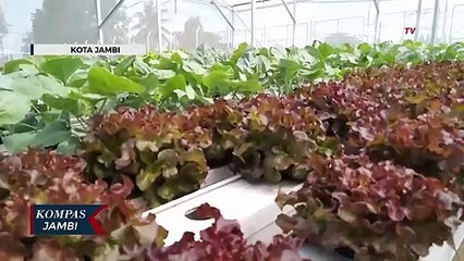 Tanam Hidroponik di Tengah Pendemi