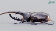 Bọ héc-quyn | Loài bọ cánh cứng khổng lồ & Thứ sức mạnh không tưởng