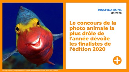 Le concours de la photo animale la plus drôle de l'année dévoile les finalistes de l'édition 2020
