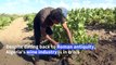 Covid-19 heaps misery on Algeria's wilting vineyards