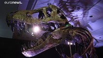 شاهد: كريستيز تطرح هيكلا عظميا لتيرانوصور في مزاد بنيويورك وتوقعات بسعر قياسي